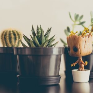 Three cactus or succulent plants with a Funko Pop Groot