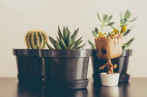 Three cactus or succulent plants with a Funko Pop Groot